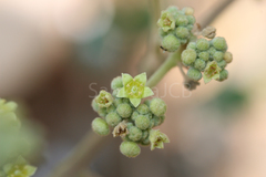 Ziziphus rugosa